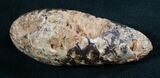 Agatized Fossil Pine (Seed) Cone From Morocco #8100-1